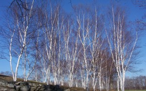 The Birch Trees.Emery House